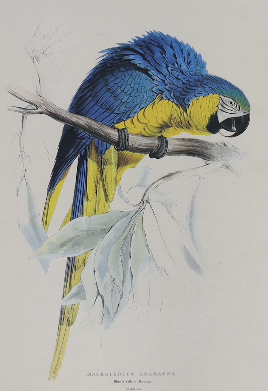 After Edward Lear (1812-1888) colour lithograph, blue and yellow macaw, 52 x 36cm